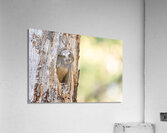 Northern Saw-Whet Owlet Acrylic Print