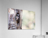 Northern Saw-Whet Owlets Acrylic Print