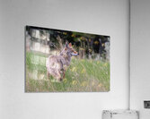Coyote Acrylic Print