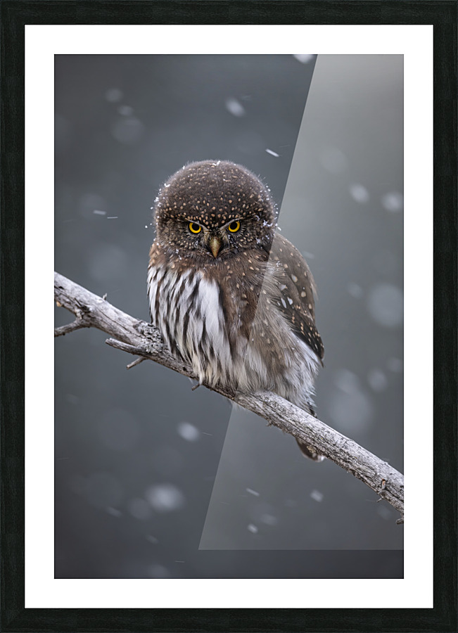 Northern Pygmy Owl Picture Frame print