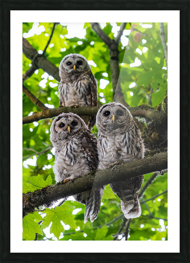 Barred Owlets Picture Frame print