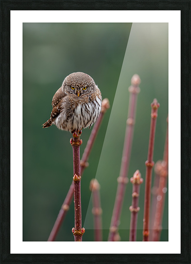 Northern Pygmy Owl Picture Frame print