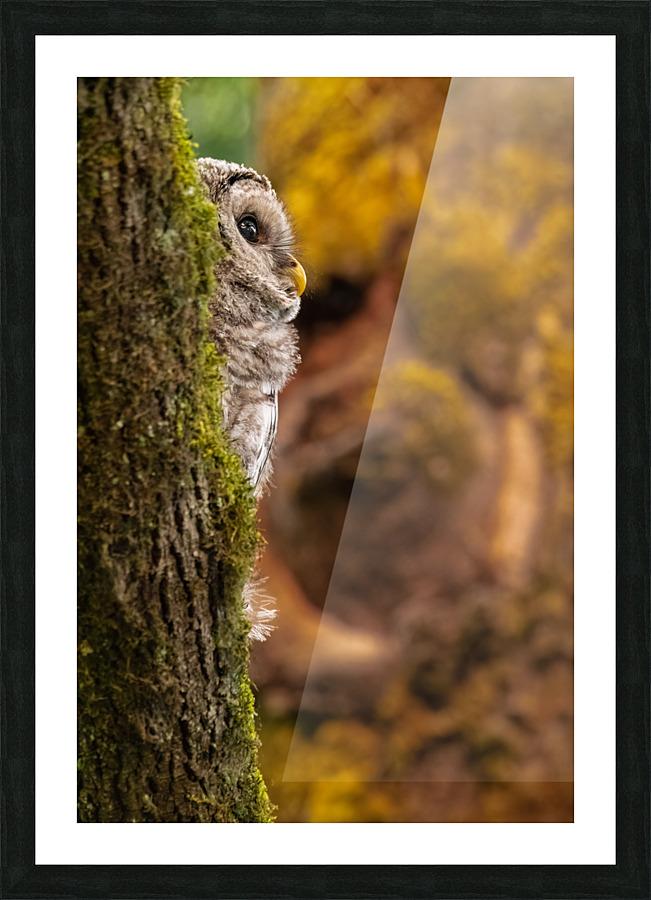 Barred Owlet Picture Frame print