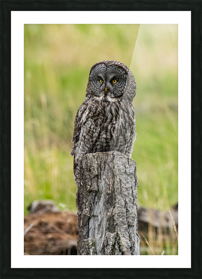Great Gray Owl Picture Frame print
