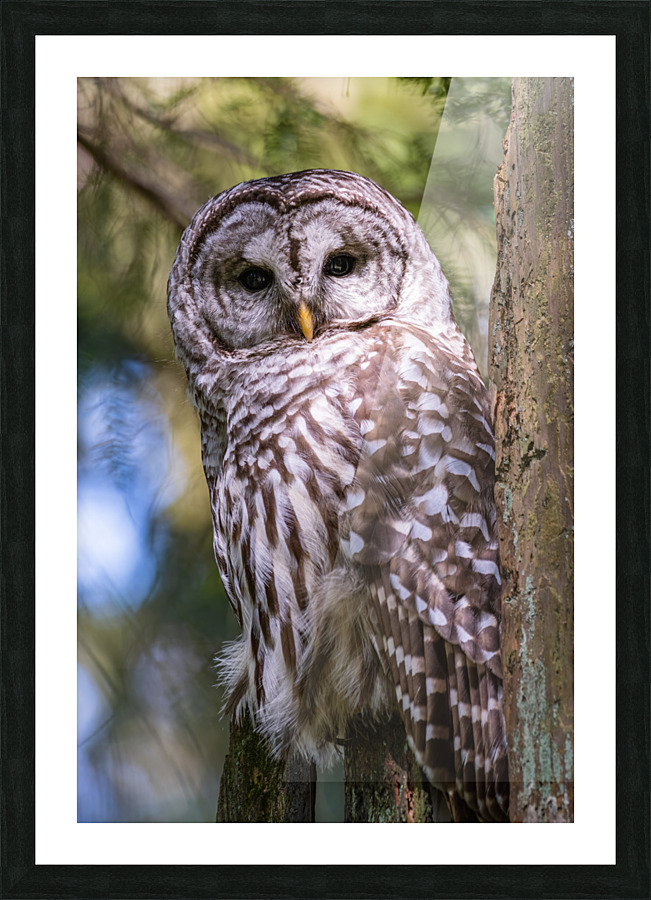 Barred Owl Picture Frame print