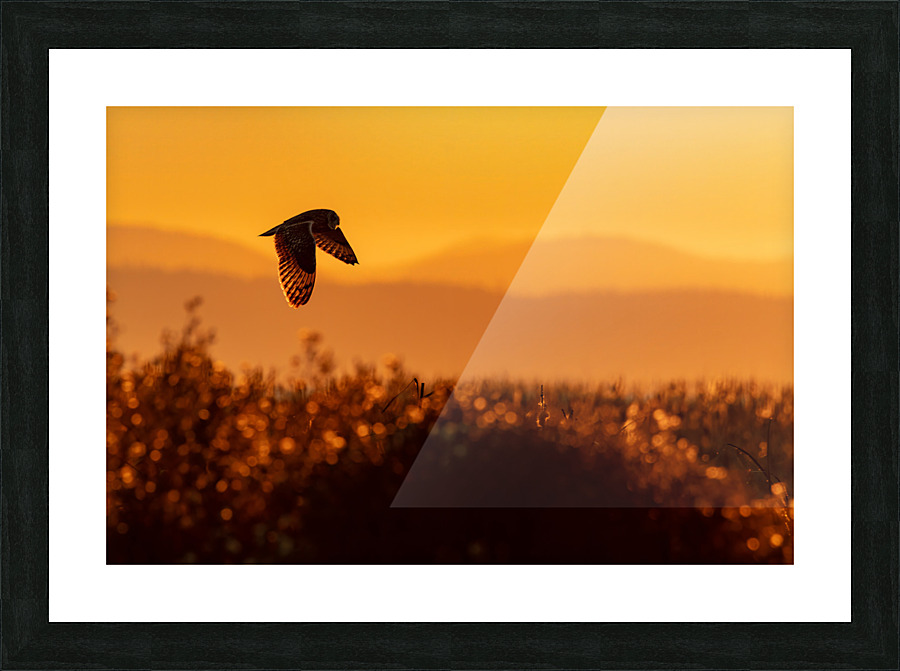 Short-eared Owl Picture Frame print