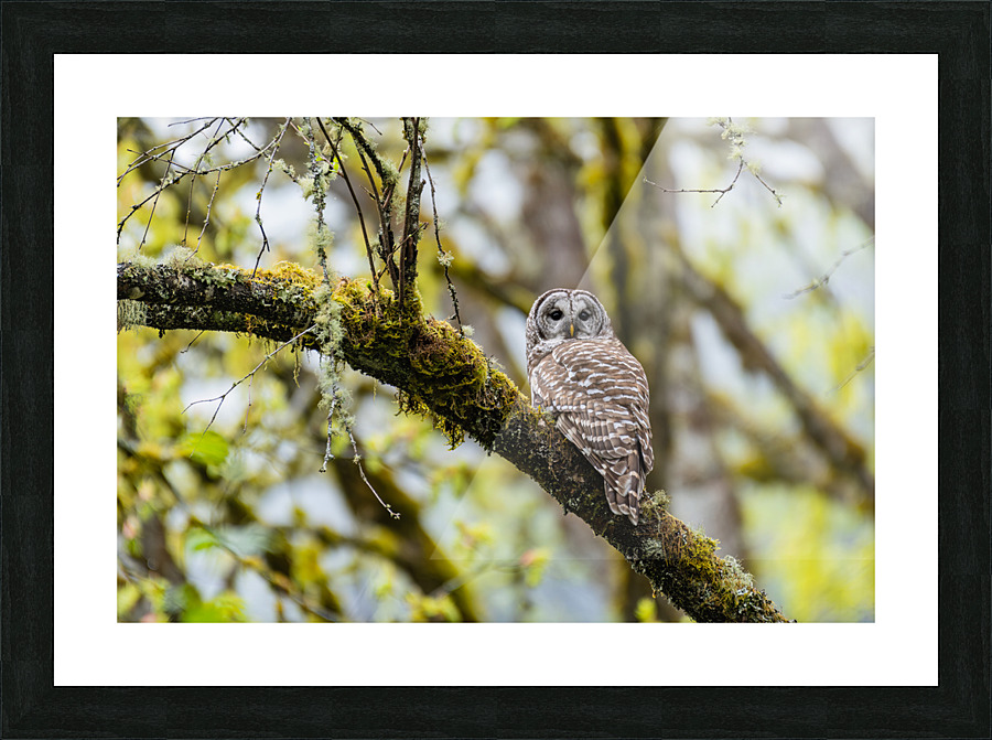 Barred Owl Picture Frame print