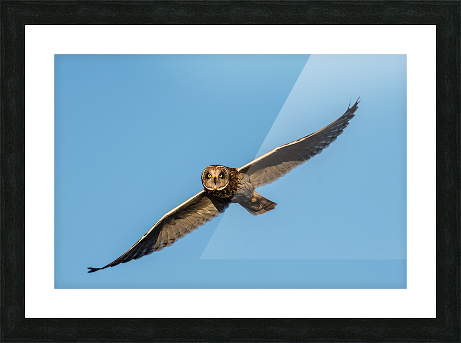 Short-eared Owl Picture Frame print
