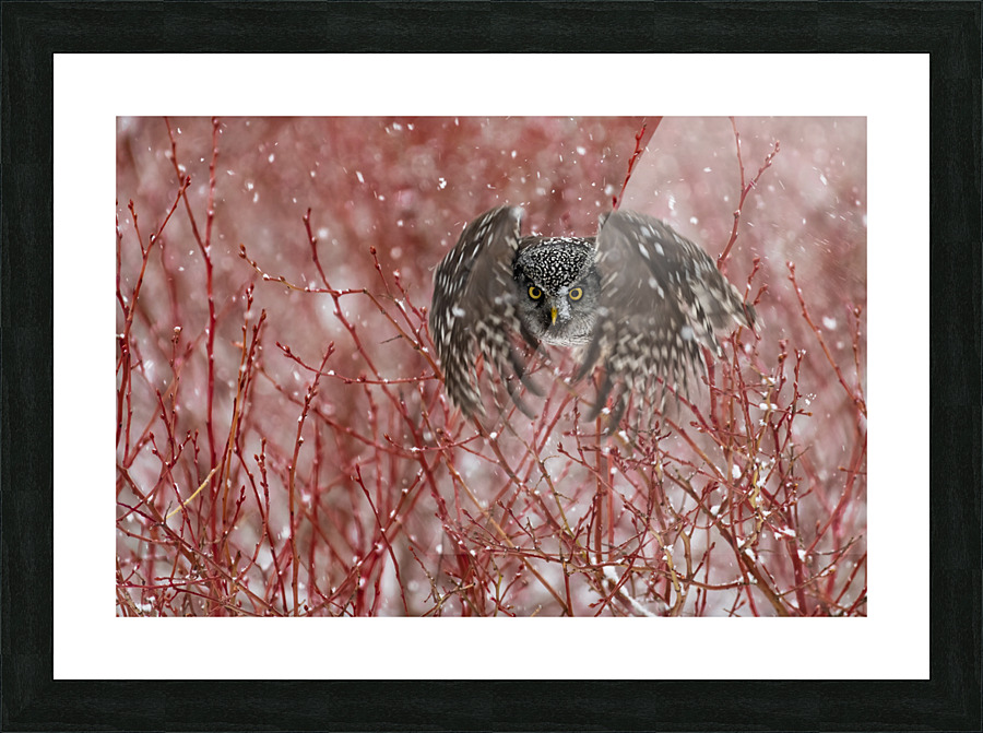 Northern Hawk Owl Picture Frame print