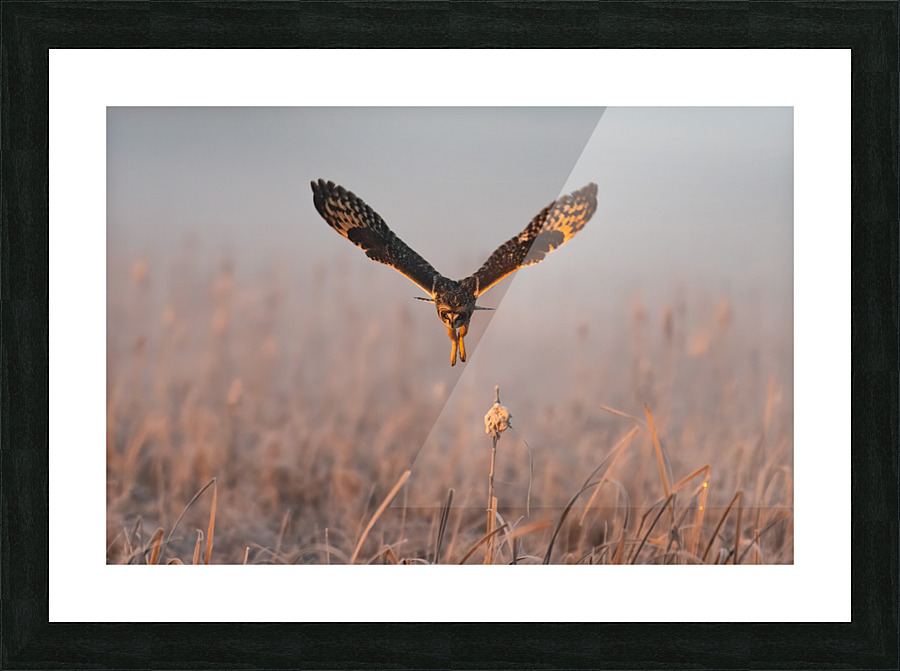 Short-eared Owl Picture Frame print