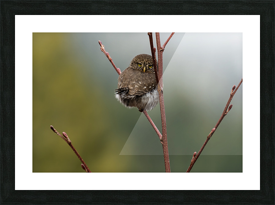 Northern Pygmy Owl Picture Frame print