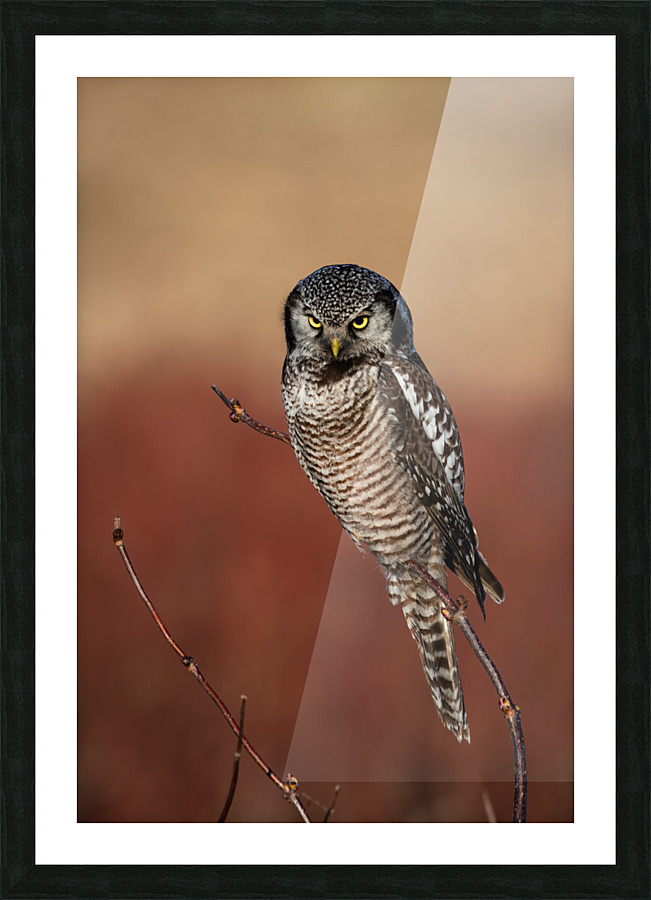 Northern Hawk Owl Impression et Cadre photo