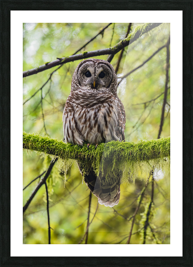 Barred Owl Picture Frame print