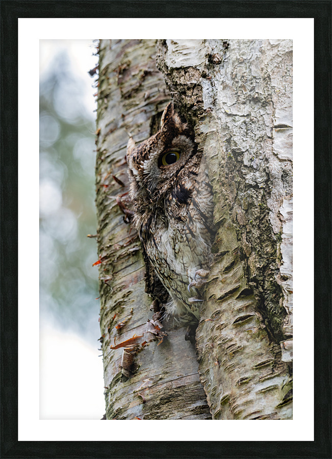 Western Screech Owl Picture Frame print