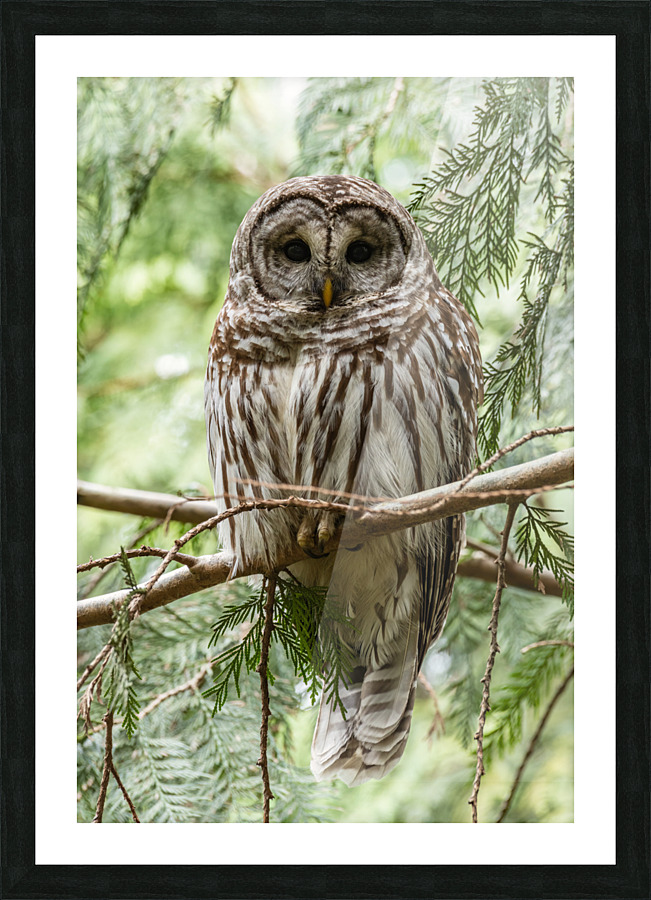 Barred Owl Picture Frame print