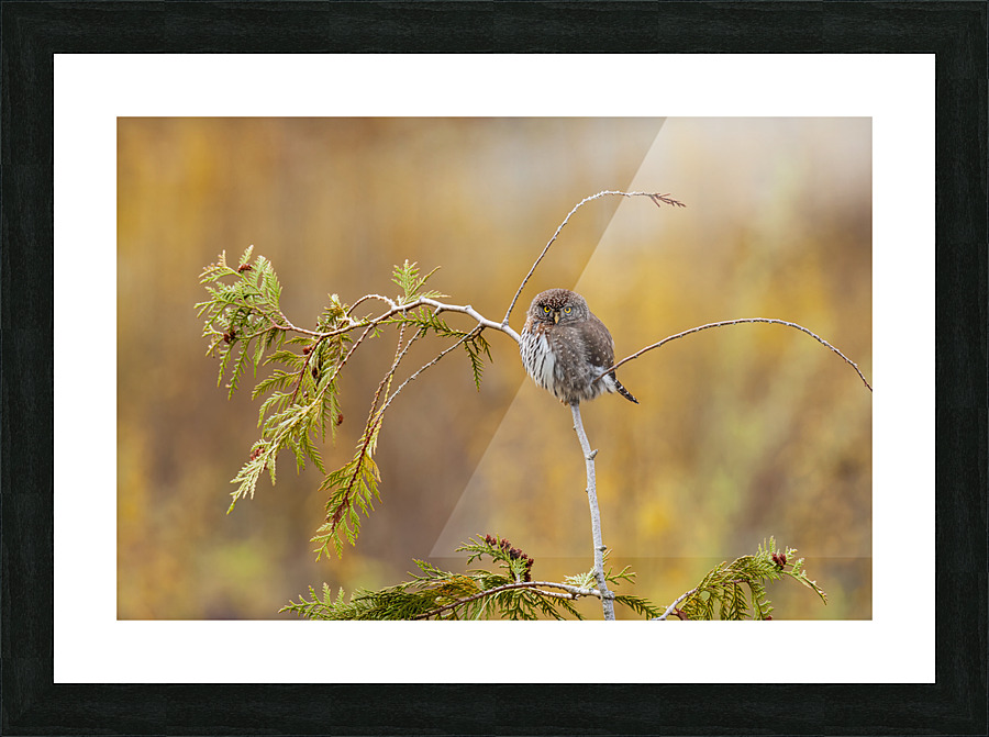 Northern Pygmy Owl Picture Frame print