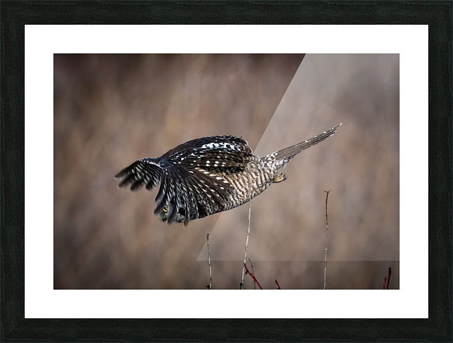Northern Hawk Owl Picture Frame print