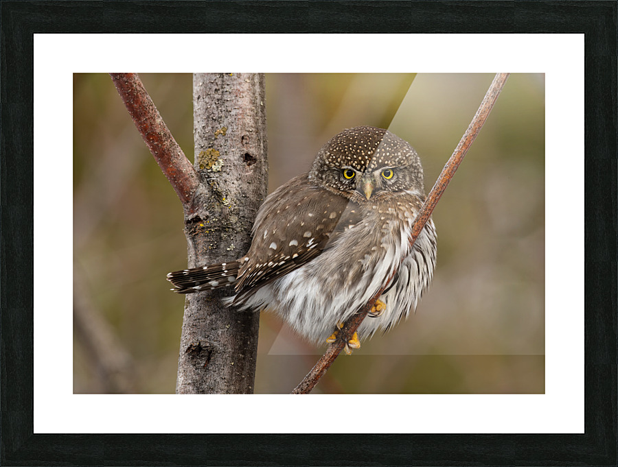Northern Pygmy Owl Picture Frame print