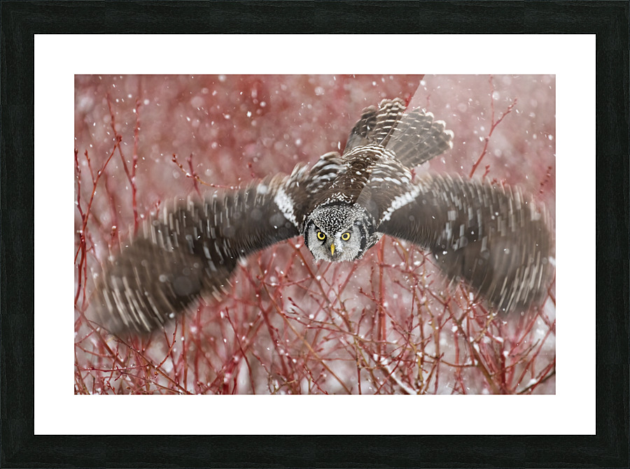 Northern Hawk Owl Picture Frame print