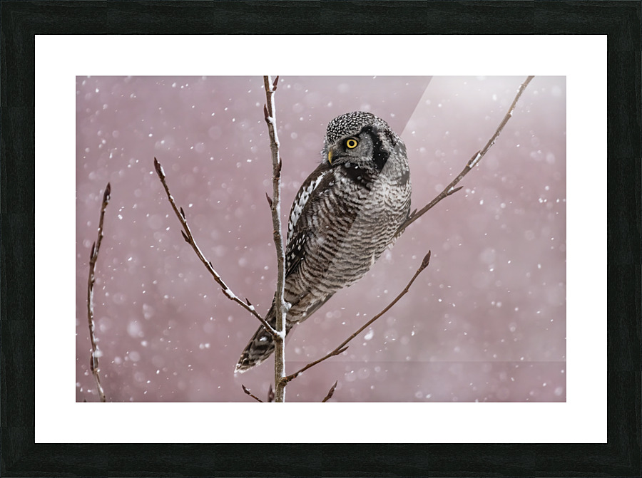Northern Hawk Owl Impression et Cadre photo
