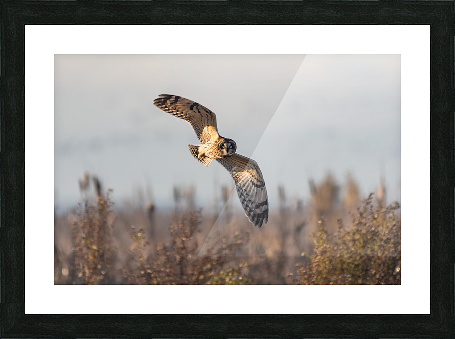 Short-eared Owl Picture Frame print
