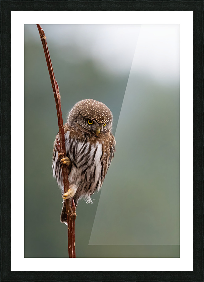 Northern Pygmy Owl Picture Frame print