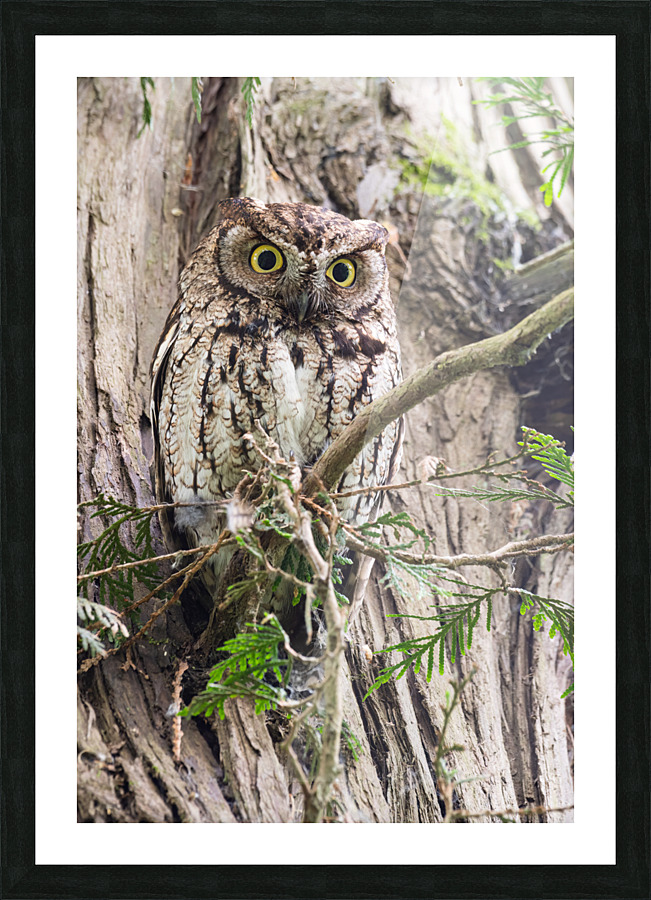 Western Screech Owl Picture Frame print