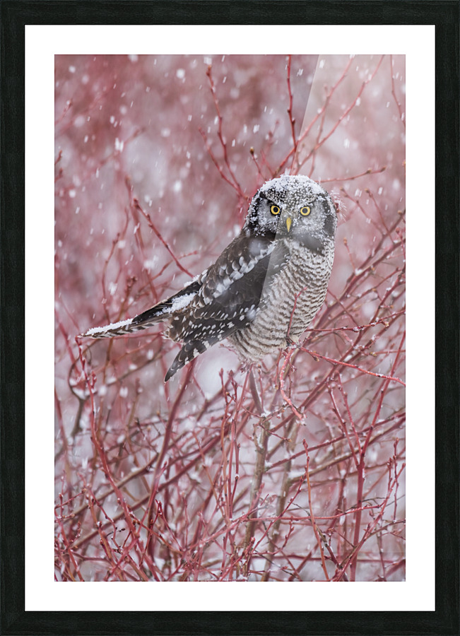 Northern Hawk Owl Picture Frame print