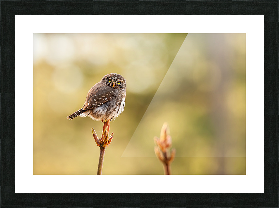 Northern Pygmy Owl Picture Frame print
