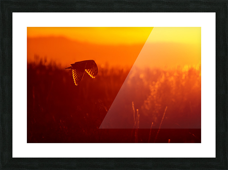 Short-eared Owl Picture Frame print