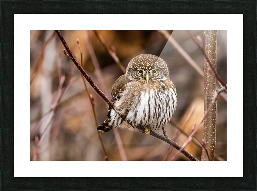 Northern Pygmy Owl Picture Frame print