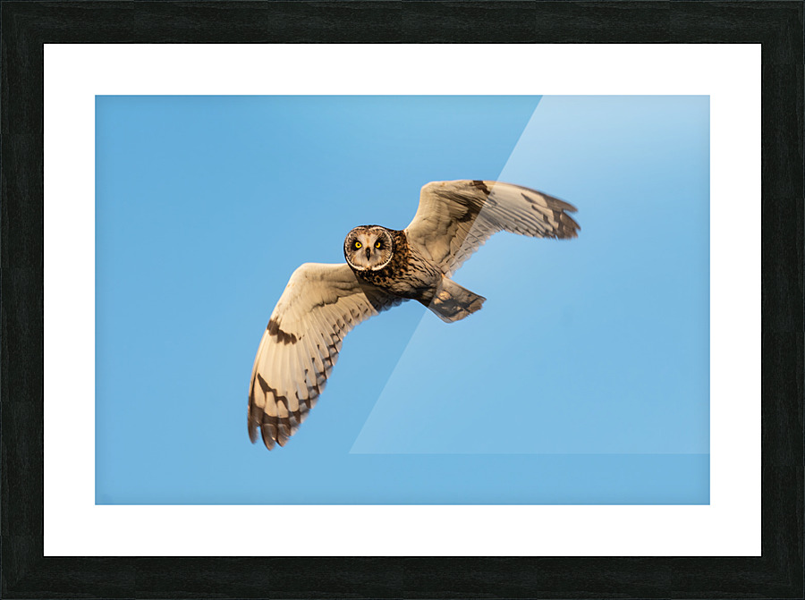Short-eared Owl Picture Frame print