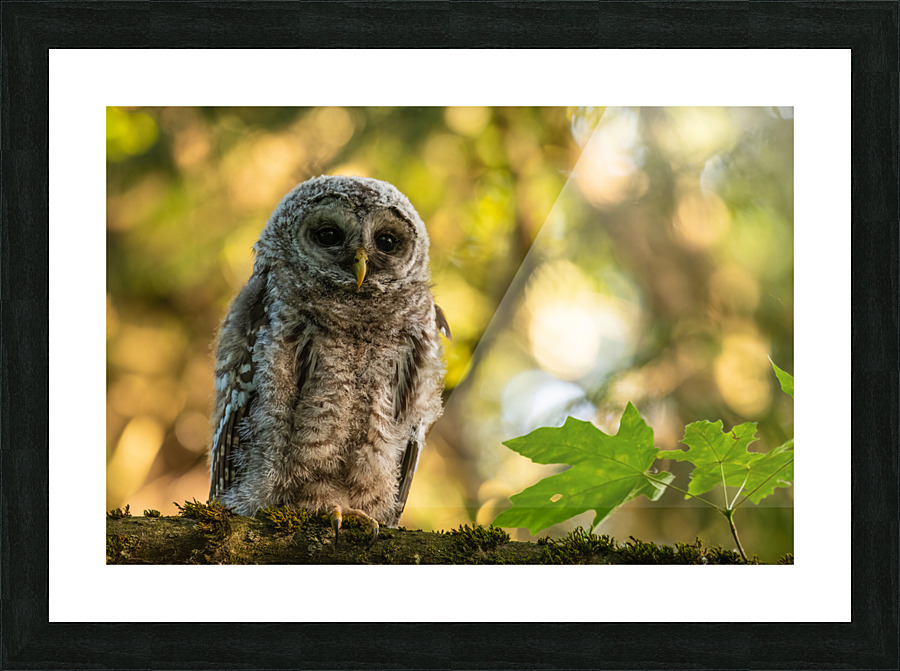 Barred Owl Picture Frame print