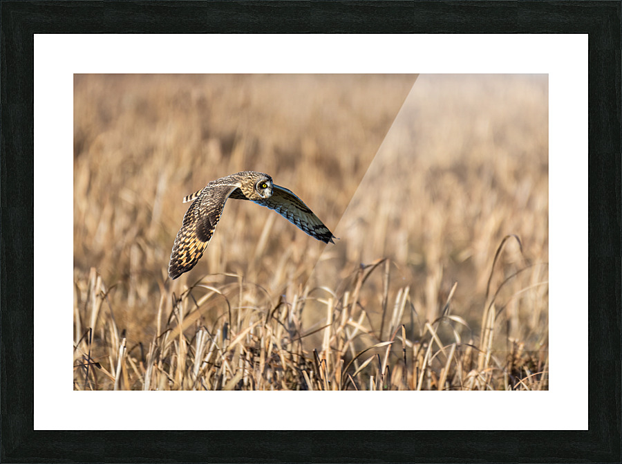 Short-eared Owl Picture Frame print
