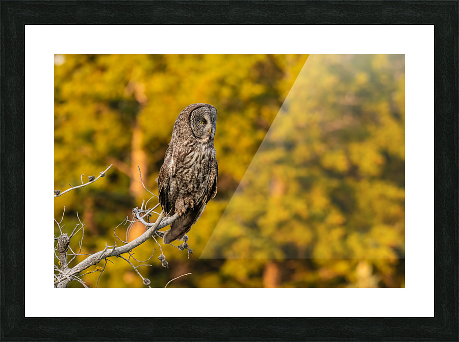 Great Gray Owl Picture Frame print