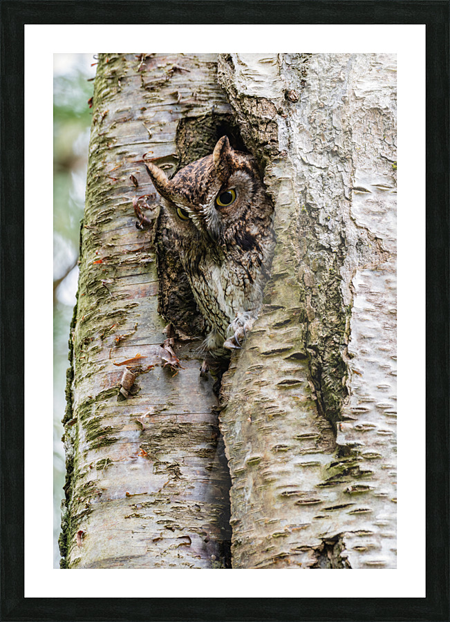 Western Screech Owl Picture Frame print