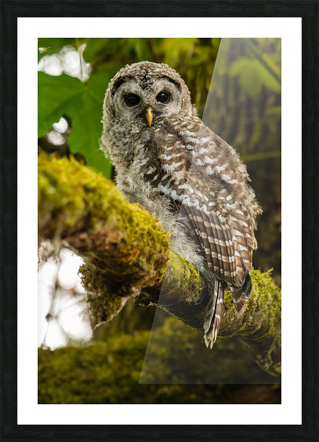 Barred Owlet Picture Frame print