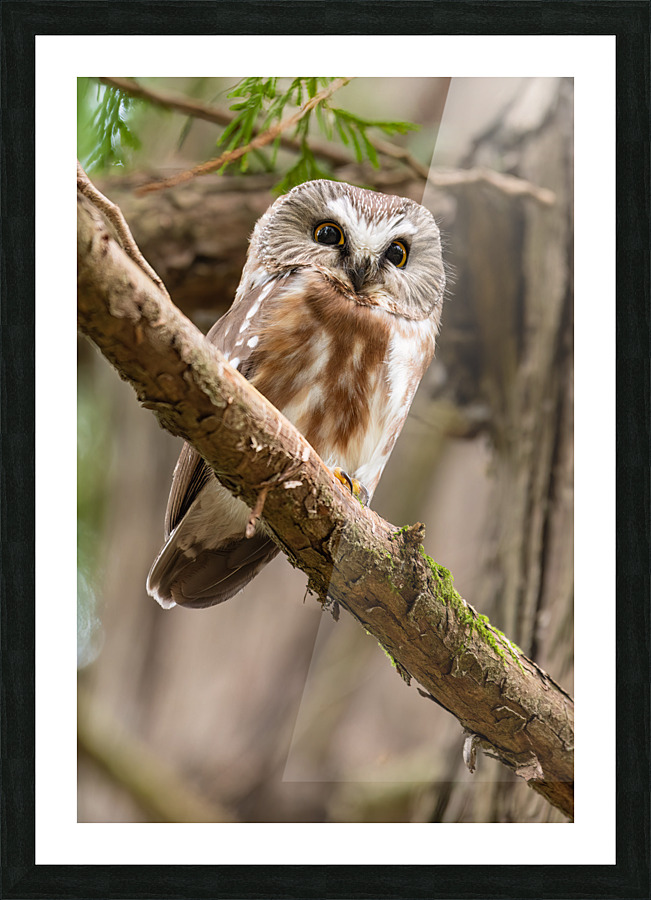 Northern Saw-Whet Owl Picture Frame print