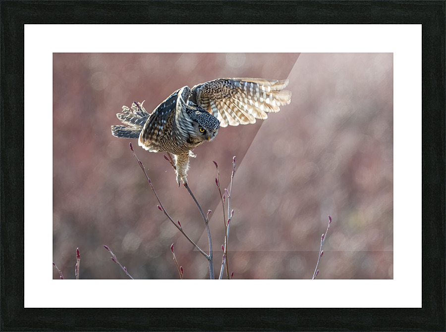 Northern Hawk Owl Picture Frame print