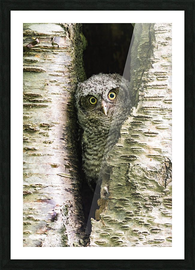 Western Screech Owlet Picture Frame print