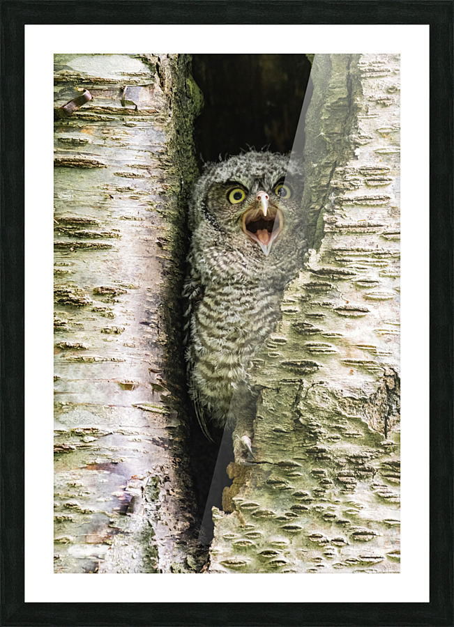 Western Screech Owlet Picture Frame print