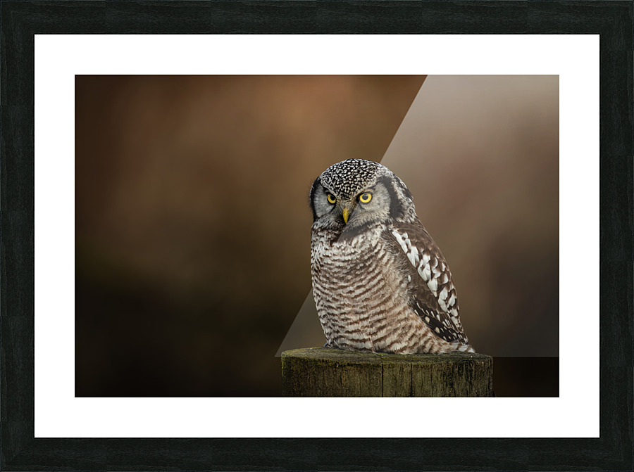 Northern Hawk Owl Picture Frame print
