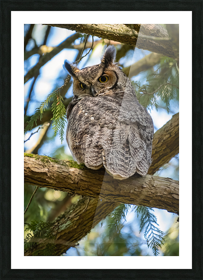 Great Horned Owl Impression et Cadre photo