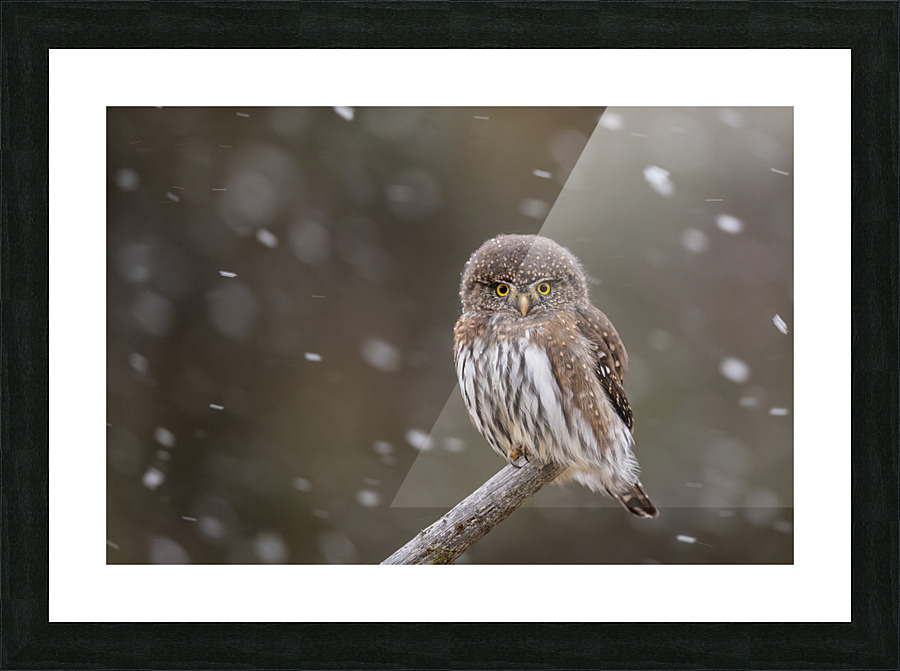 Northern Pygmy Owl Picture Frame print