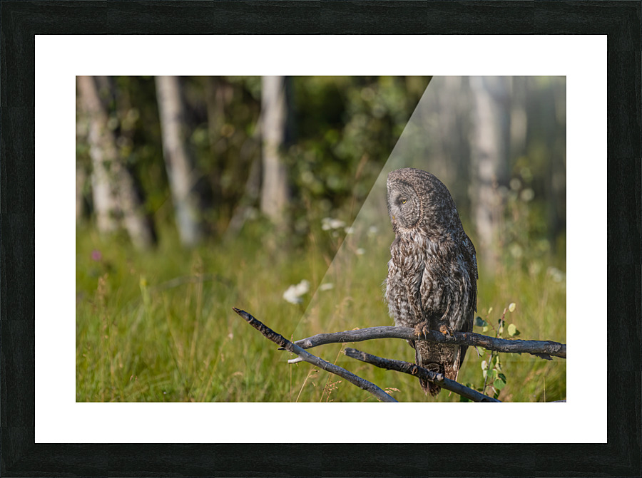 Great Gray Owl Picture Frame print