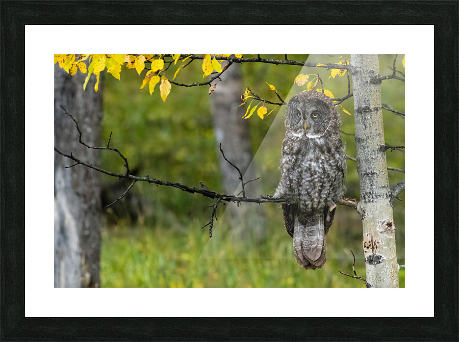 Great Gray Owl Picture Frame print