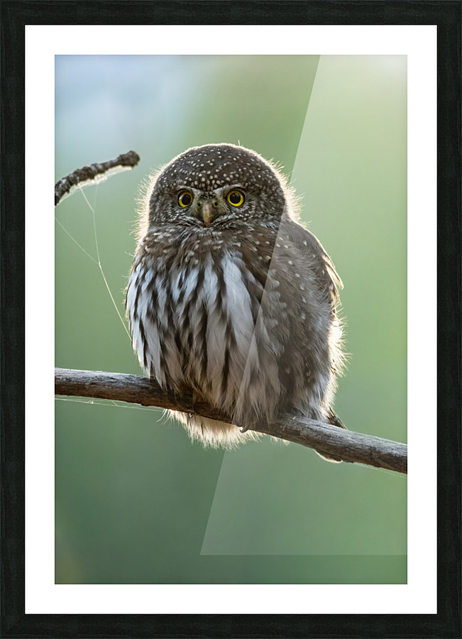 Northern Pygmy Owl Picture Frame print