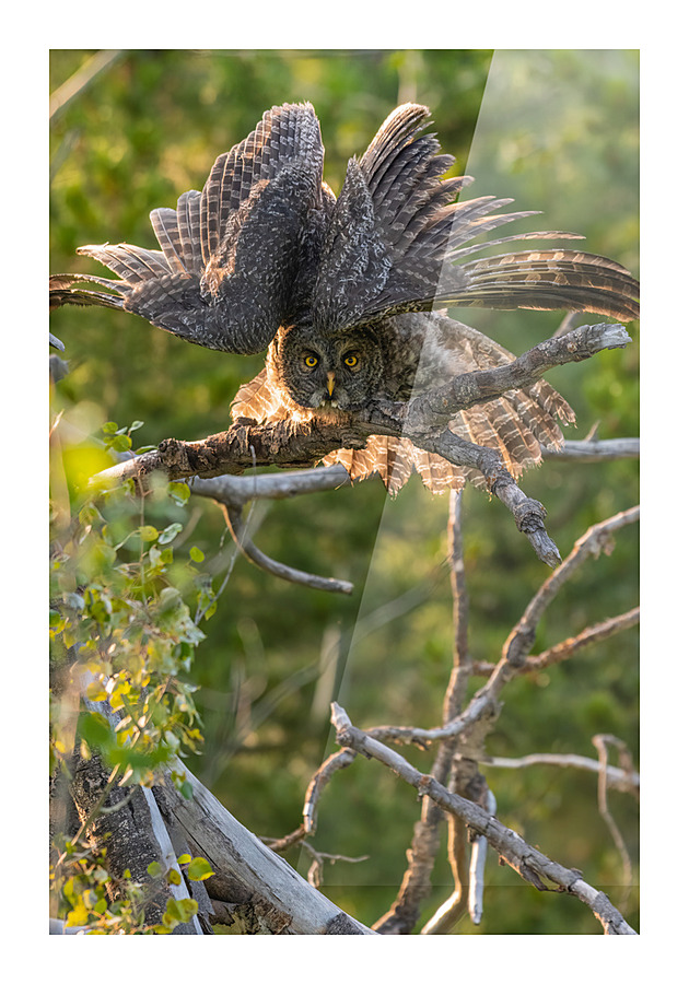 Great Gray Owlet Picture Frame print