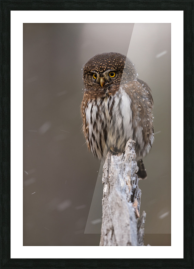 Northern Pygmy Owl Picture Frame print
