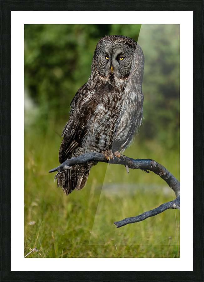 Great Gray Owl Picture Frame print